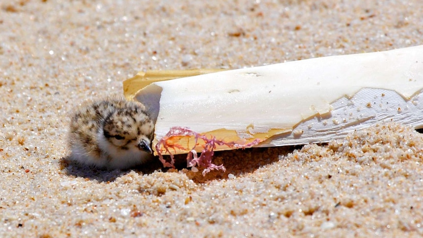 A small brown and black bird sits next to a piece of cartilage on a sandy beach
