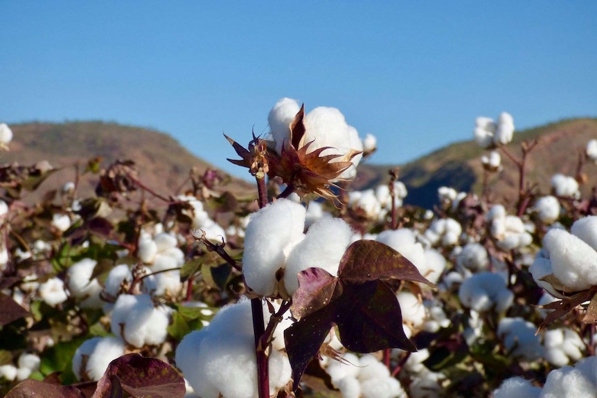 Close up of cotton in a field
