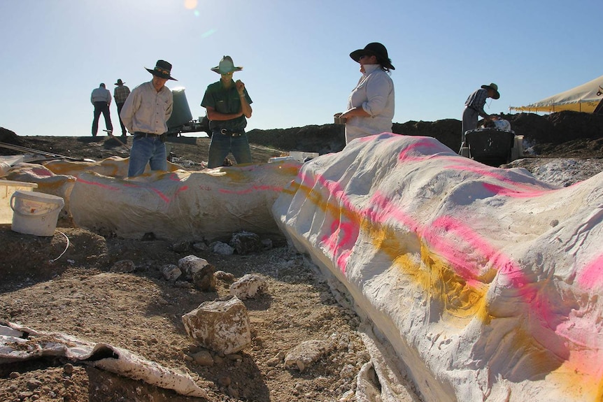 Fossilised bones of sauropod's neck meeting its shoulder at dig site near Winton in south-west Queensland