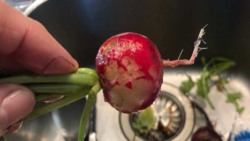 A radish which has been gnawed by a garden pest, held up over a kitchen sink.