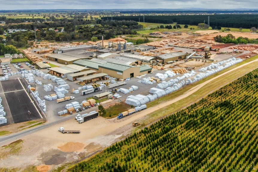 Timber sawmill and forestry