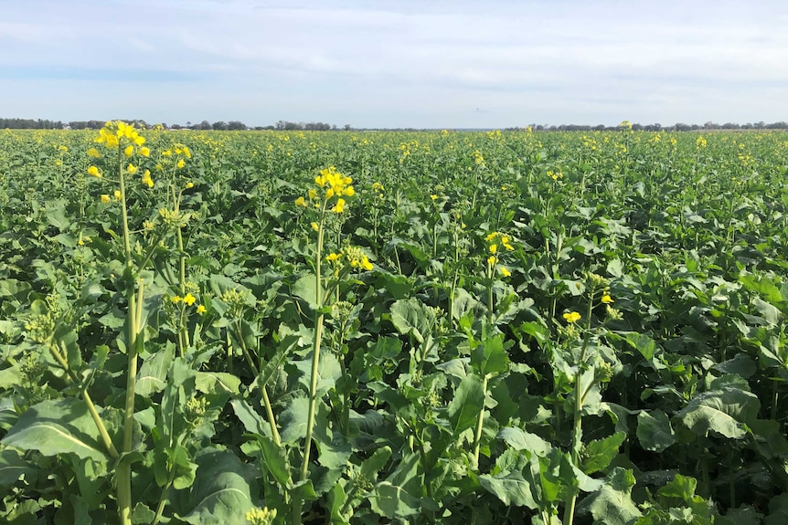 A canola crop in a paddock with yellow flowers and green stems and branches.