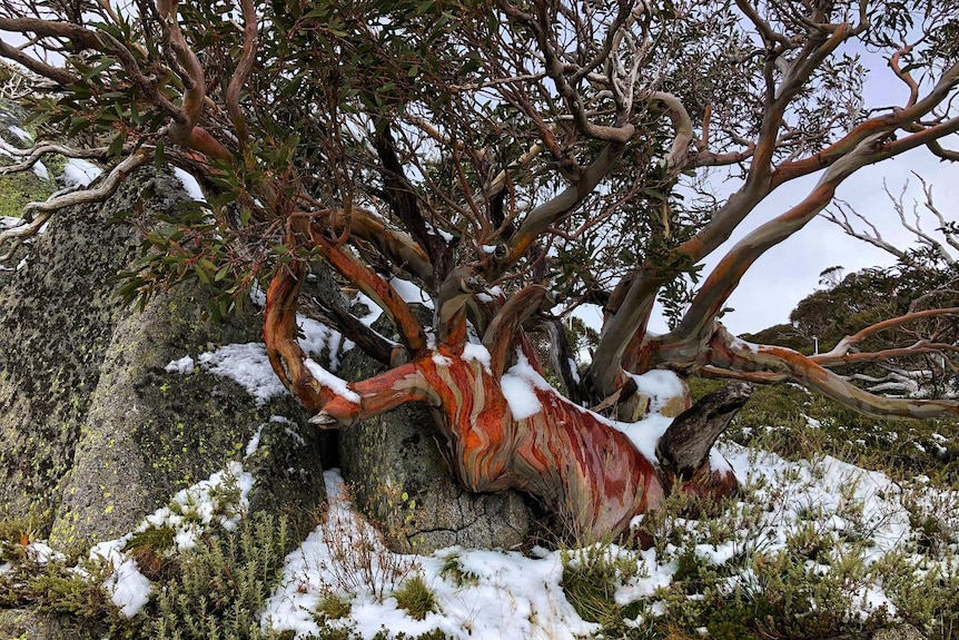 Colourful snow gums covered in snow