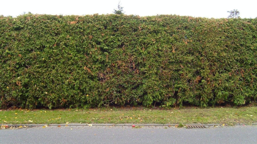 Conifer Hedge