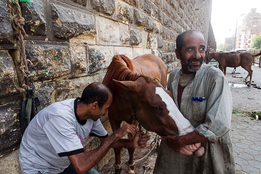 Mohamed and Kerim smile while working with a horse