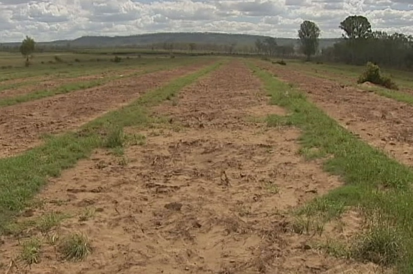 Ken Roth's devastated Gayndah citrus orchard