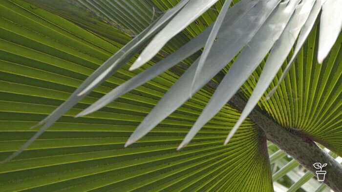 Large palm frond