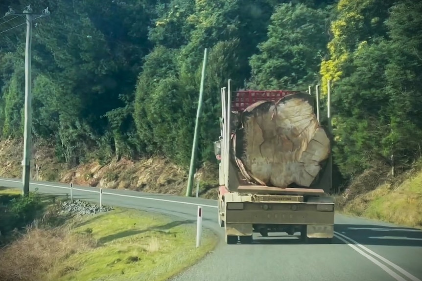 Gran árbol forestal nativo transportado en camión por un camino rural.