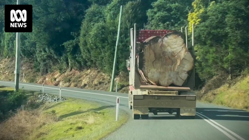 Des milliers d’autres arbres « géants » indigènes de Tasmanie pourraient être épargnés par l’exploitation forestière grâce à un changement de politique