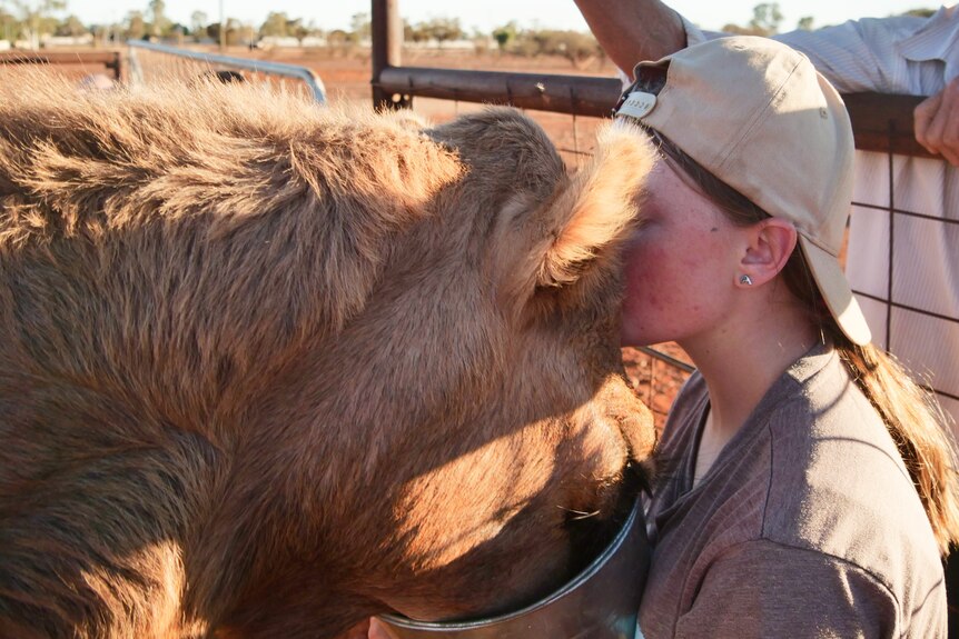 A young girl kisses a camel on the head while it eats from a bucket. 