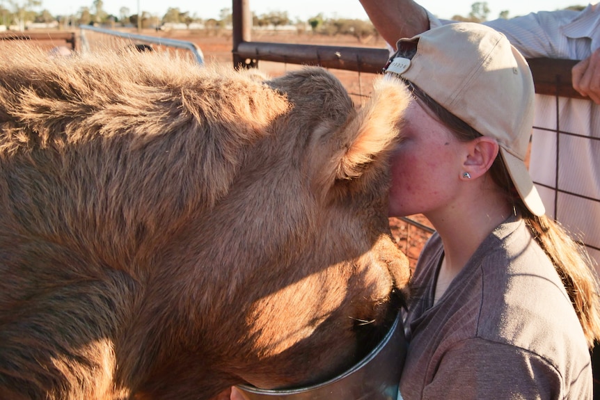 A young girl kisses a camel on the head while it eats from a bucket. 