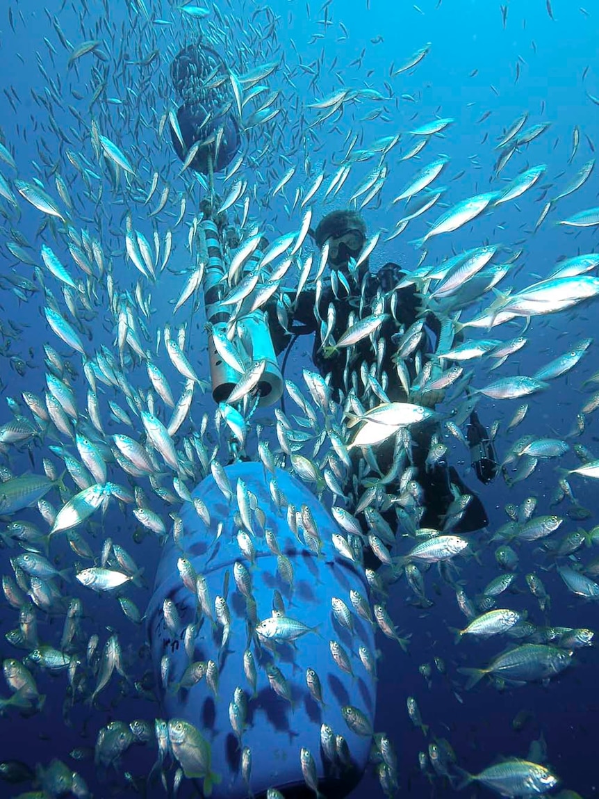 Fish swim around a tracking device