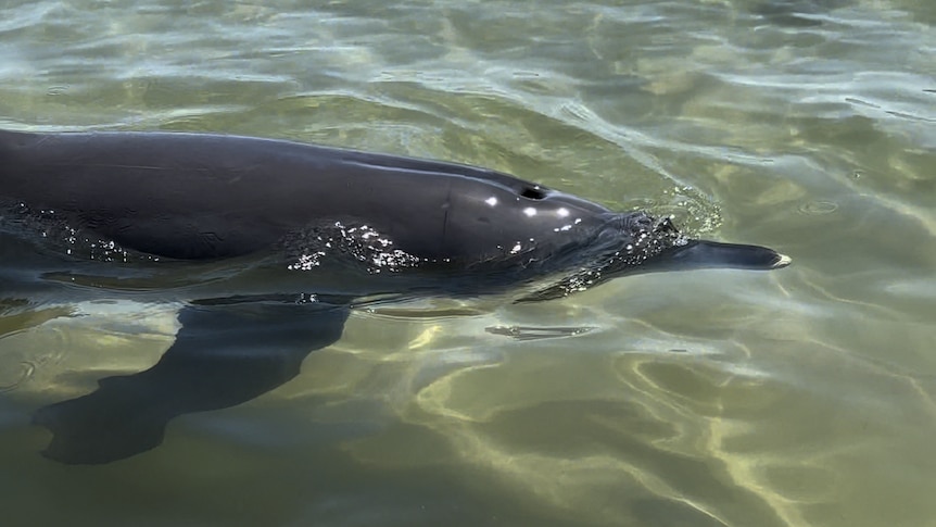 A dolphin swims in clear shallow water