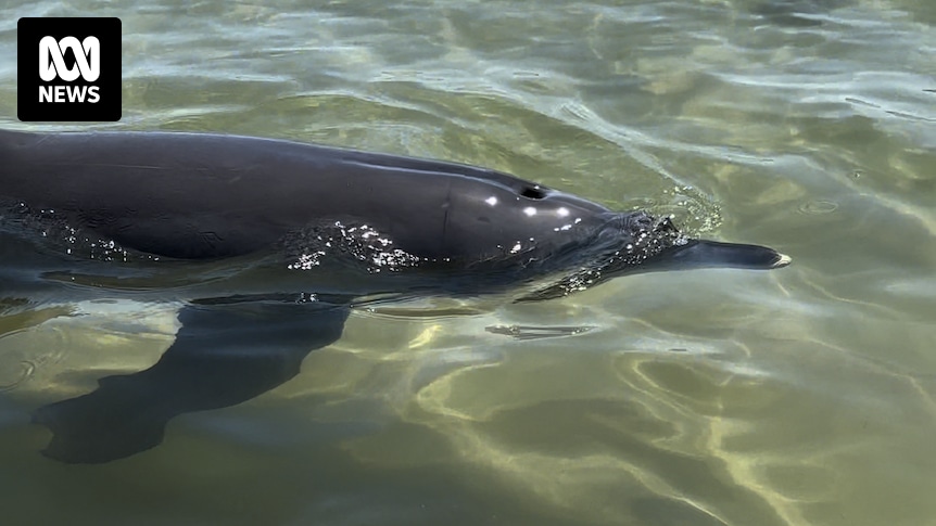 Le Dolphin Discovery Centre de Bunbury a été sauvé de l’administration volontaire en finançant une bouée de sauvetage