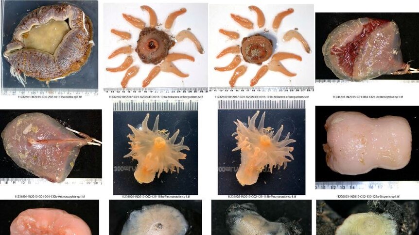 12 transluscent crustaceans are displayed next to measuring tape in a grid.