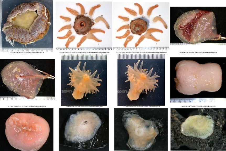 12 transluscent crustaceans are displayed next to measuring tape in a grid.