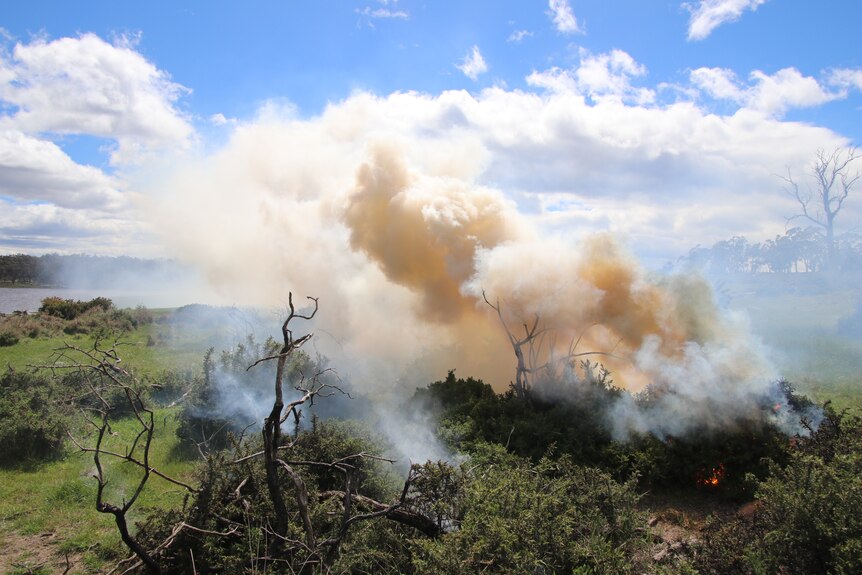 A fire rages in a small group of shrubs, thick white smoke billows up from it. 