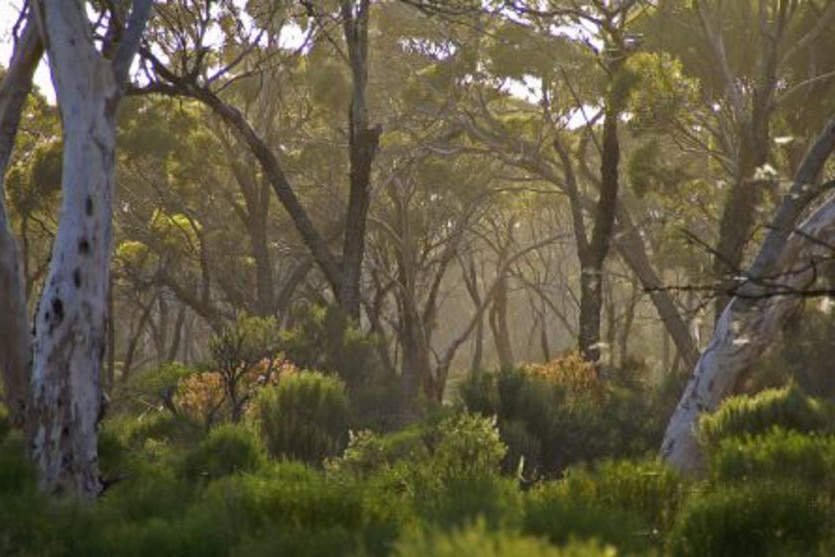 Western Woodlands WA