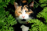 A calico cat with orange, black and white fur in a bush.