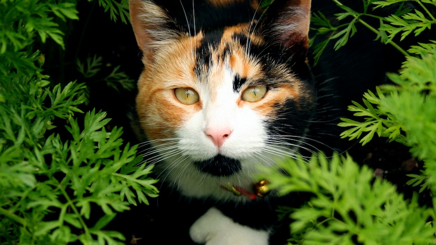 A calico cat with orange, black and white fur in a bush.