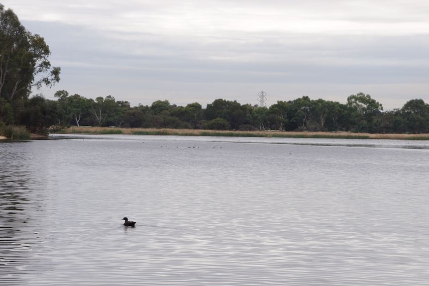 A duck swimming on Bibra Lake.