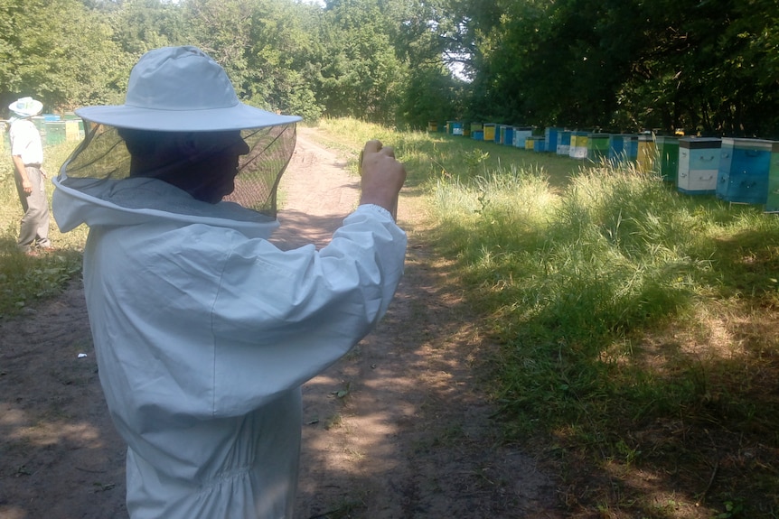 A man in a beekeeper suit inspects a hive