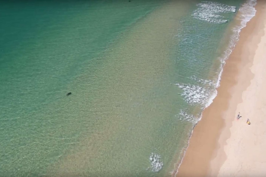 Shark just metres in front of beachgoers