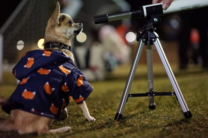 A dog in a jacket appears to be looking through a telescope at night.