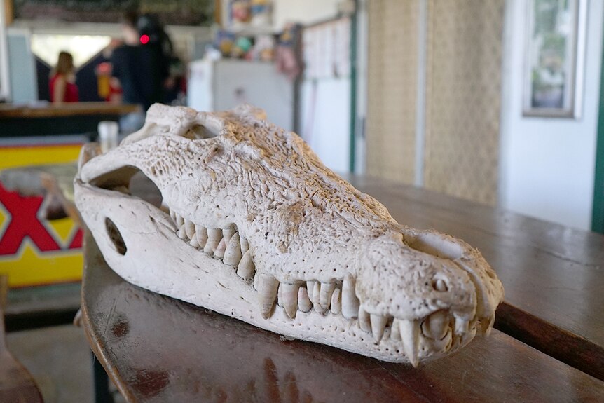 A crocodile sits on a table on Goat Island.