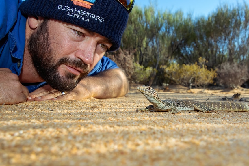 Bush Heritage regional ecologist Ben Parkhurst lying on the ground looking at a sand goanna.