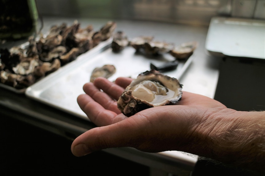 A hand holds out an opened oyster shell