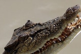 Crocodile in Darwin