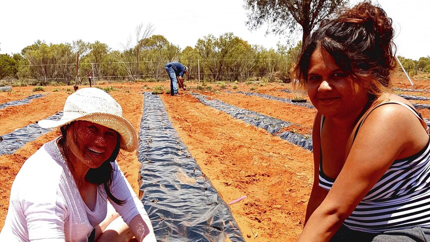 Two people planting native bush foods in central Australia