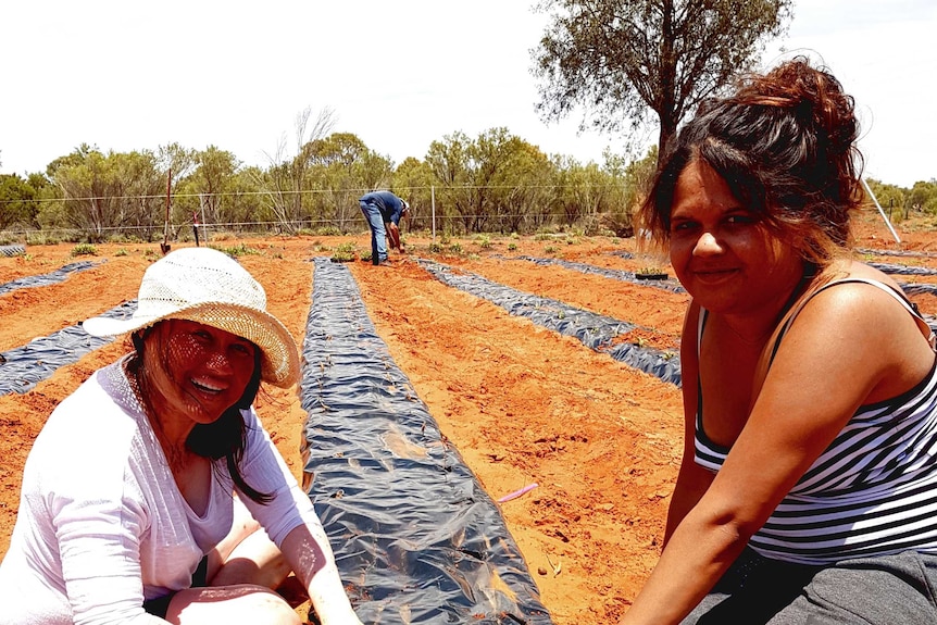 Two people planting native bush foods in central Australia