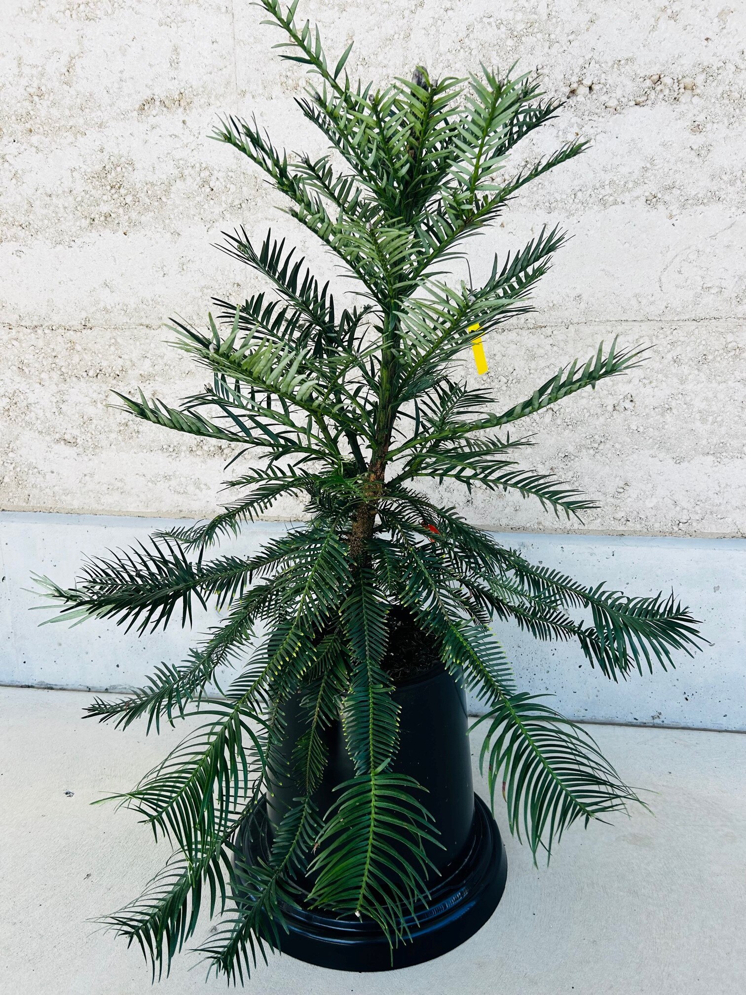 wollemi pine sapling in pot.