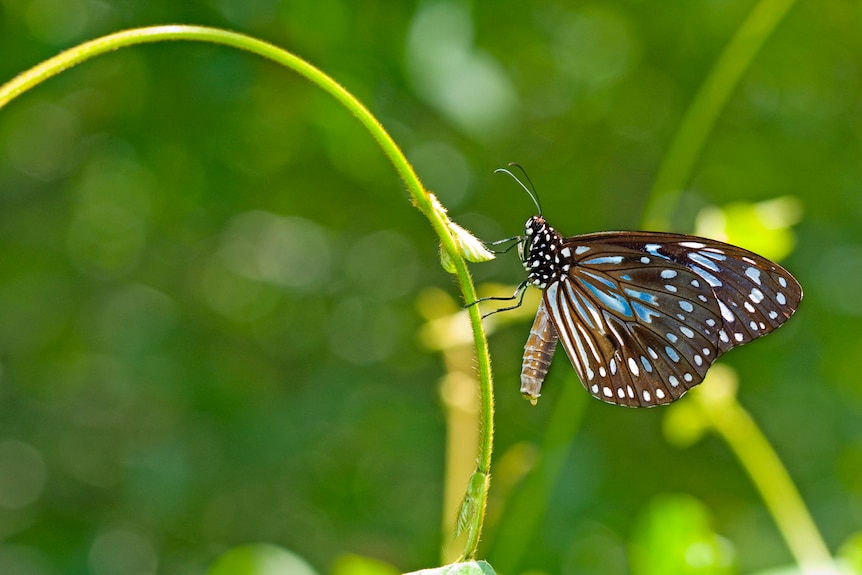 The Blue Tiger butterfly