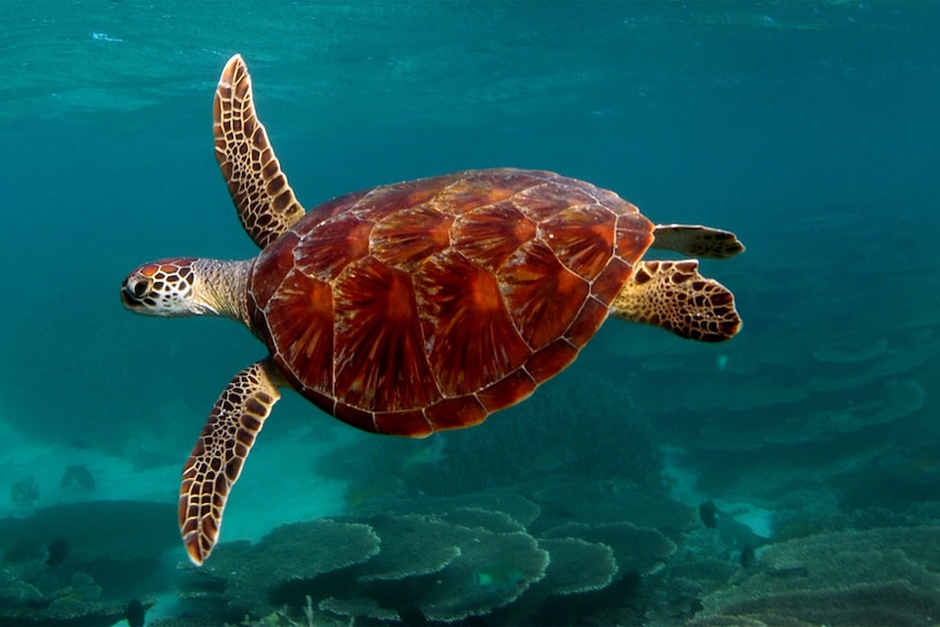 A turtle swims above coral.