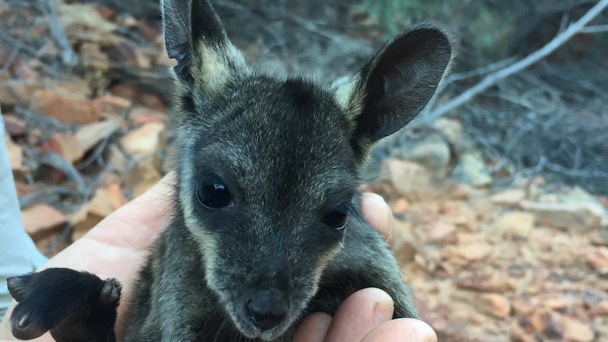 A black-flanked rock wallaby joey being held in a man's hand.
