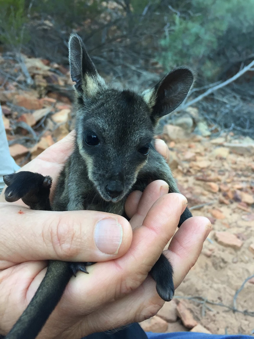 A black-flanked rock wallaby joey being held in a man's hand.