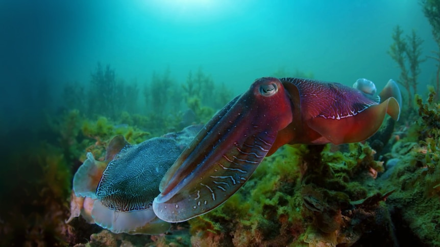Giant cuttlefish swims underwater amongst kelp