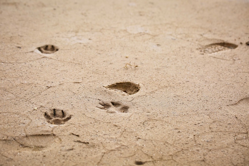 Footprints left by dogs.
