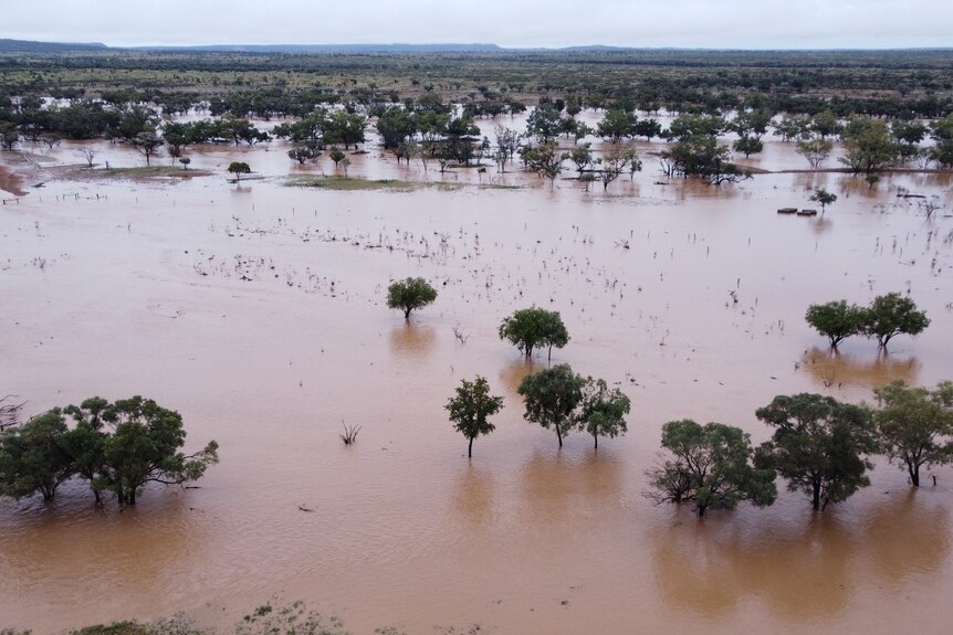 Large trees rise out of widespread floodwater on a flat landscape