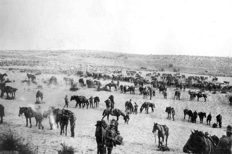 Troopers and horses of the Australian Light Horse in the Middle East circa 1916