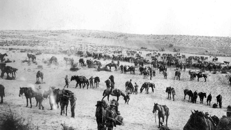 Troopers and horses of the Australian Light Horse in the Middle East circa 1916