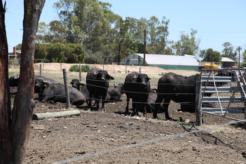 Buffalos standing behind a fence