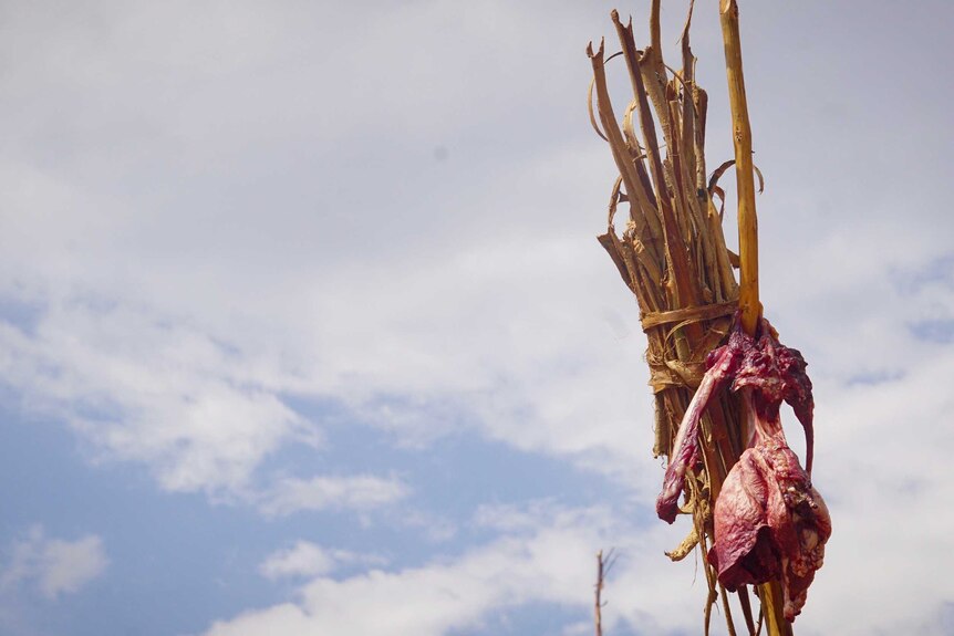 A goat's heart and lungs are pitched on a stick in an offering to the spirits of ancestors.