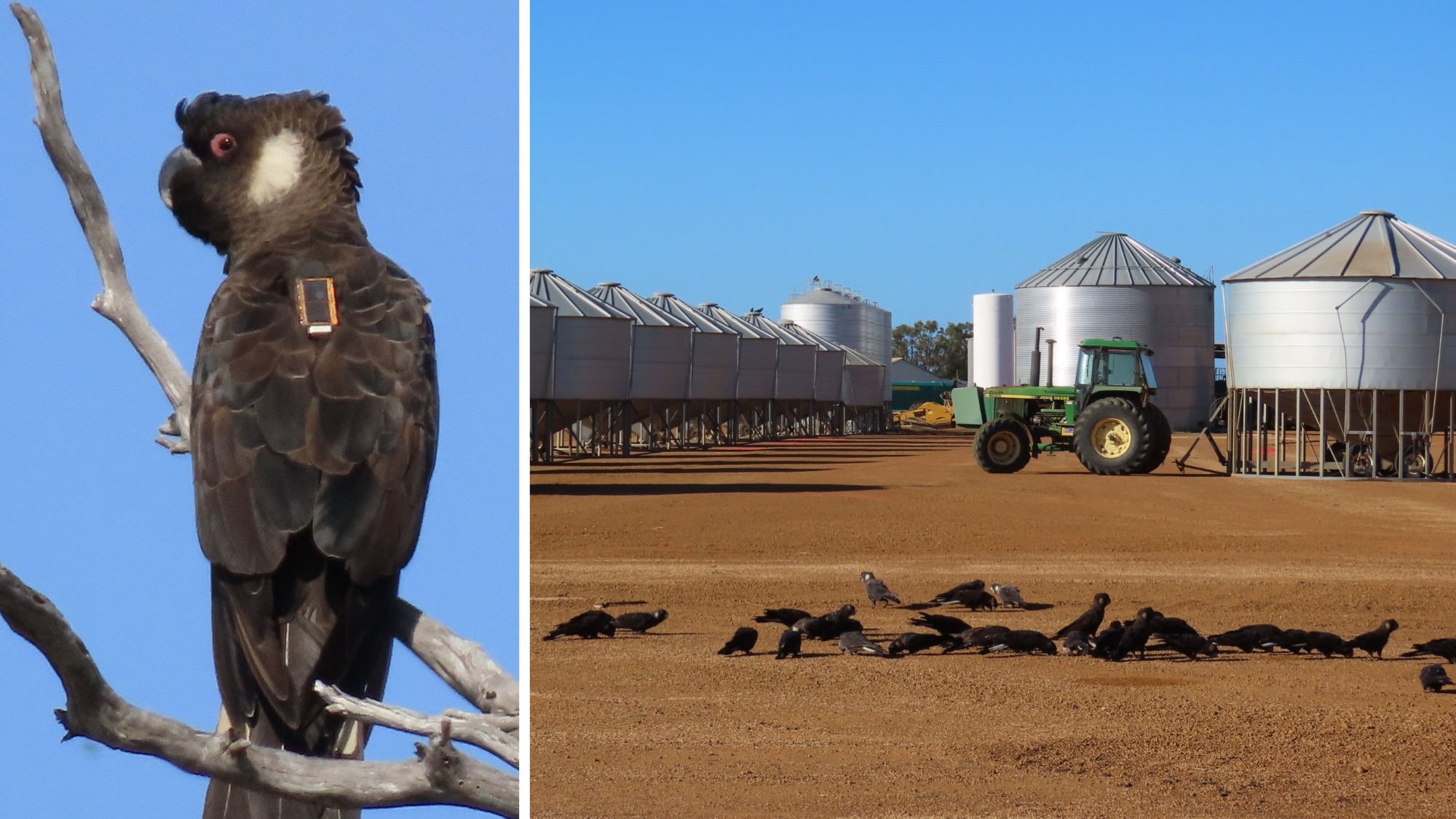 A close up of a Carnaby with a GPS tracker; Carnaby's eat grain on a farm