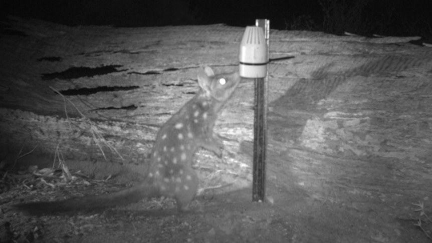 A spotted western quoll 