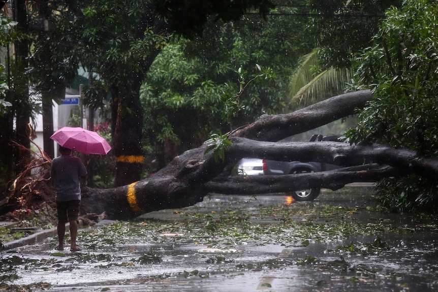 A man walks beside a toppled tree on top of a ute