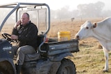 A man talks on a mobile phone while driving a buggy through a paddock with cows following behind him